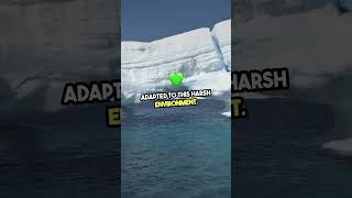 Ice Wall Tour Unveiling Flat Earth Secrets [upl. by Lamee]