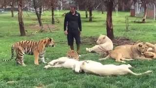 Mira el increíble momento en que un tigre salva a su cuidador del ataque de un leopardo [upl. by Pearline]