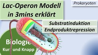 LacOperon Modell  Substratinduktion  Endproduktrepression Tryptophan Genregulation Prokaryoten [upl. by Llehsyar59]