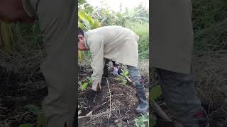 Talong farming bukidlife planting [upl. by Serrano]