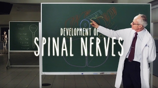 Neuroanatomy S1 E2B Development of Spinal Nerves neuroanatomy spinalcord spine medicine [upl. by Boleyn]