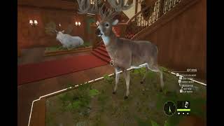 WHITETAIL DEER GREAT ONE NO MODS THEHUNTER CALL OF THE WILD PC 2024 [upl. by Anailuj]