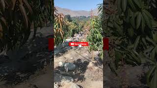 Así es la floración mango kent tiktok frutas shortsvideo reels youtubeshorts like love viral [upl. by Eanyl358]