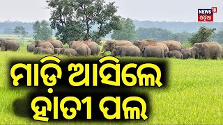 Myurbhanj Elephant News  ମାଡ଼ି ଆସିଲେ ହାତୀ ପଲ  Elephant Video  Local News  Odia News [upl. by Eirhtug]