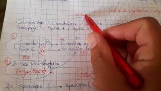 Cycle de developpement thallophytes partie 1 et fecondation [upl. by Belva]