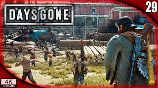 DAYS GONE 29  LA HORDA DEL ASERRADERO la más grande  Gameplay Español [upl. by Pillihp643]