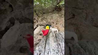 The Rescue Dog Saves Joker Who Fell on the Mountain Cliff 🏔️ pet dogs lovedogsjoker [upl. by Korten]