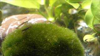 Asellus aquaticus waterlouse aquatic sowbug graze on Moss Ball  Wasserasseln auf Futtersuche [upl. by Nodnab]