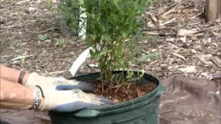 Growing Blueberries in Containers [upl. by Batory]