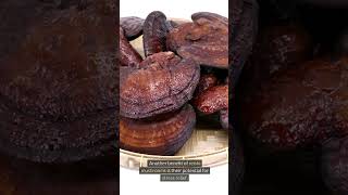 Reishi Mushroom Health Benefits [upl. by Jasisa]