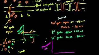 Electrotonic and Action Potentials in Bangla [upl. by Chafee]