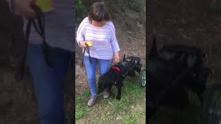 silla de ruedas para perro grande con problemas de movilidad en patas traseras [upl. by Kirrad]