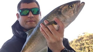 Massive 55cm PB Tailor  Fishing Narrows Bridge Swan River EP 5 [upl. by Dasa]