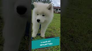 Adorable Samoyed Puppy Walking  Bolt [upl. by Nesral743]