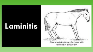 Laminitis [upl. by Allegna]