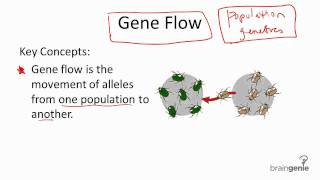 1244 Gene Flow [upl. by Viva564]