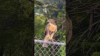 redtailed hawk lurking [upl. by Eneles]