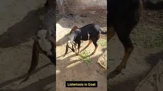 Symptoms of Listeriosis in goat  circling in goat 3 shorts [upl. by Schaaff]