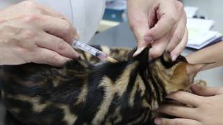 How a Bengal kitten is microchipped vaccinated and dewormed at Toa Payoh Vets [upl. by Sebbie]