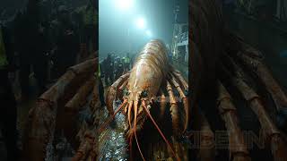 Giant Deep Sea Creature Caught by Fishermen🐙🦑🦀deepseafishing fishingexploration giantseacreature [upl. by Placia]