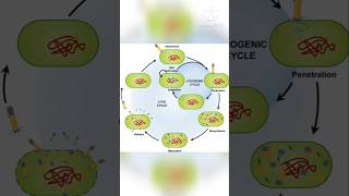 Microbiology Bacteriophage Lytic and lysogenic cycle mystery soni [upl. by Hacim]