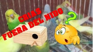 CRIAS SALEN DEL NIDO¿ no se que hacer [upl. by Zzabahs]