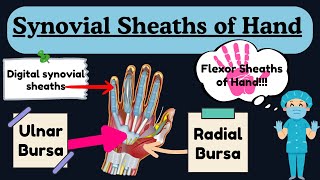 Synovial Sheaths of Hand  Ulnar Bursa Radial Bursa and Digital Synovial Sheath  Hand Anatomy [upl. by Alliuqaj9]