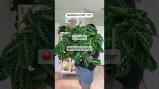 Maranta Care Tips [upl. by Hearn157]