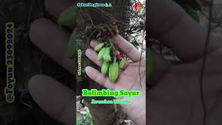 BELIMBING WULUH Foyuu flora nature plants rempah averrhoa belimbing wow cute Samsung fu [upl. by Moyra277]