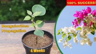 Super Easy Method to Grow Bougainvillea From Cuttings  How to Propagate Bougainvillea from Cuttings [upl. by Ahsaeym]