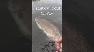 Big Rainbow Trout On Wetfly  wetfly troutfishing flyfishing rainbowtrout [upl. by Allicerp194]