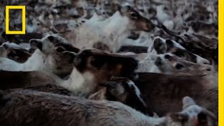 Walking with Reindeer  National Geographic [upl. by Eahsat265]