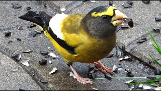 Gros becs errants chant  Evening Grosbeak song [upl. by Elleinad641]