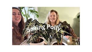 Saving Alocasia Polly [upl. by Nilya346]