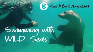 Swimming with WILD seals  Jurien Bay Western Australia [upl. by Ronile]