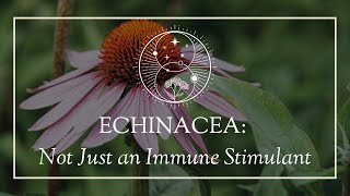 Echinacea Not Just an Immune Stimulant [upl. by Eatnoj]