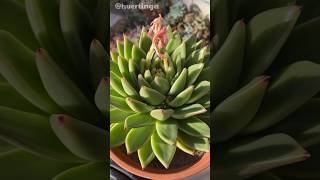 Echeveria agavoides Prolifera 💜 [upl. by Jehial33]