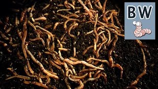 Worm Breeding Step by Step [upl. by Angelina361]