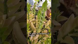 Very hardy plantpedilanthuslowmaintenanceplants plantparenting shortsyoutubeshorts [upl. by Anomis306]