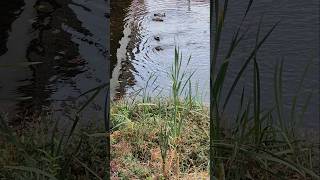 Four Ducks in a Row ducks river [upl. by Trudie232]