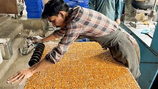 PEANUT CHIKKI MAKING SKILLS  Amazing Food Processing Live Moongfali Jaggery Bar Recipe Street Food [upl. by Notxam327]