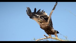 Steppe Eagle Aquila nipalensis in Jorbeer National Raptors Park Bikaner [upl. by Jeannette]