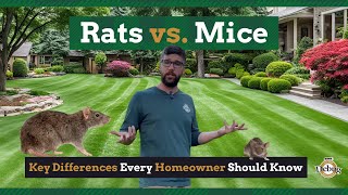 Rats vs Mice Key Differences Every Homeowner Should Know [upl. by Lesig]