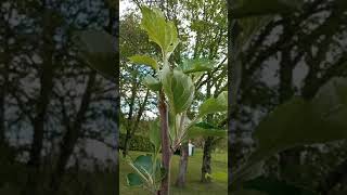 Codling moth caterpillars on young apple trees [upl. by Soalokcin]