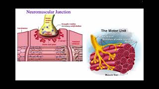 Neuromuscular JunctionAcetylcholine [upl. by Nelyk]