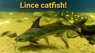 LINCE CATFISH [upl. by Ettelorahc]