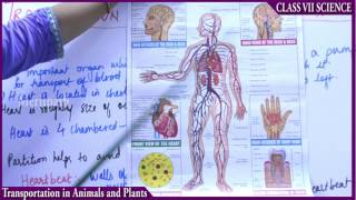 classVII Science Transportation in Plant and Animals part 2 [upl. by Eanert]