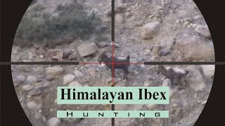 Himalayan Ibex Hunting  Passu Cones  Gilgit Baltistan  Giant Ibex  01 [upl. by Grewitz473]