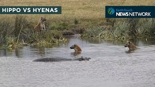 Hippo guards carcass from hyenas [upl. by Walden]