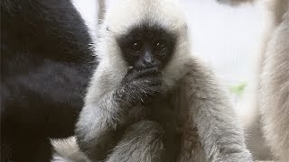 Baby Gibbon at the Toledo Zoo [upl. by Mirabella888]